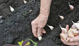 پاورپوینت عملیات كاشت در زراعت عمومی